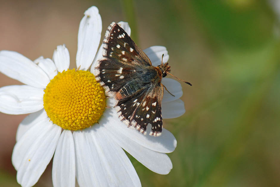 Hesperiidae da id. - Spialia sertorius